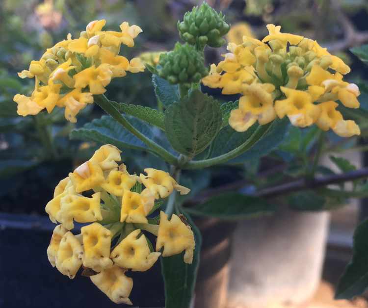 Image of Lantana 'New Gold'